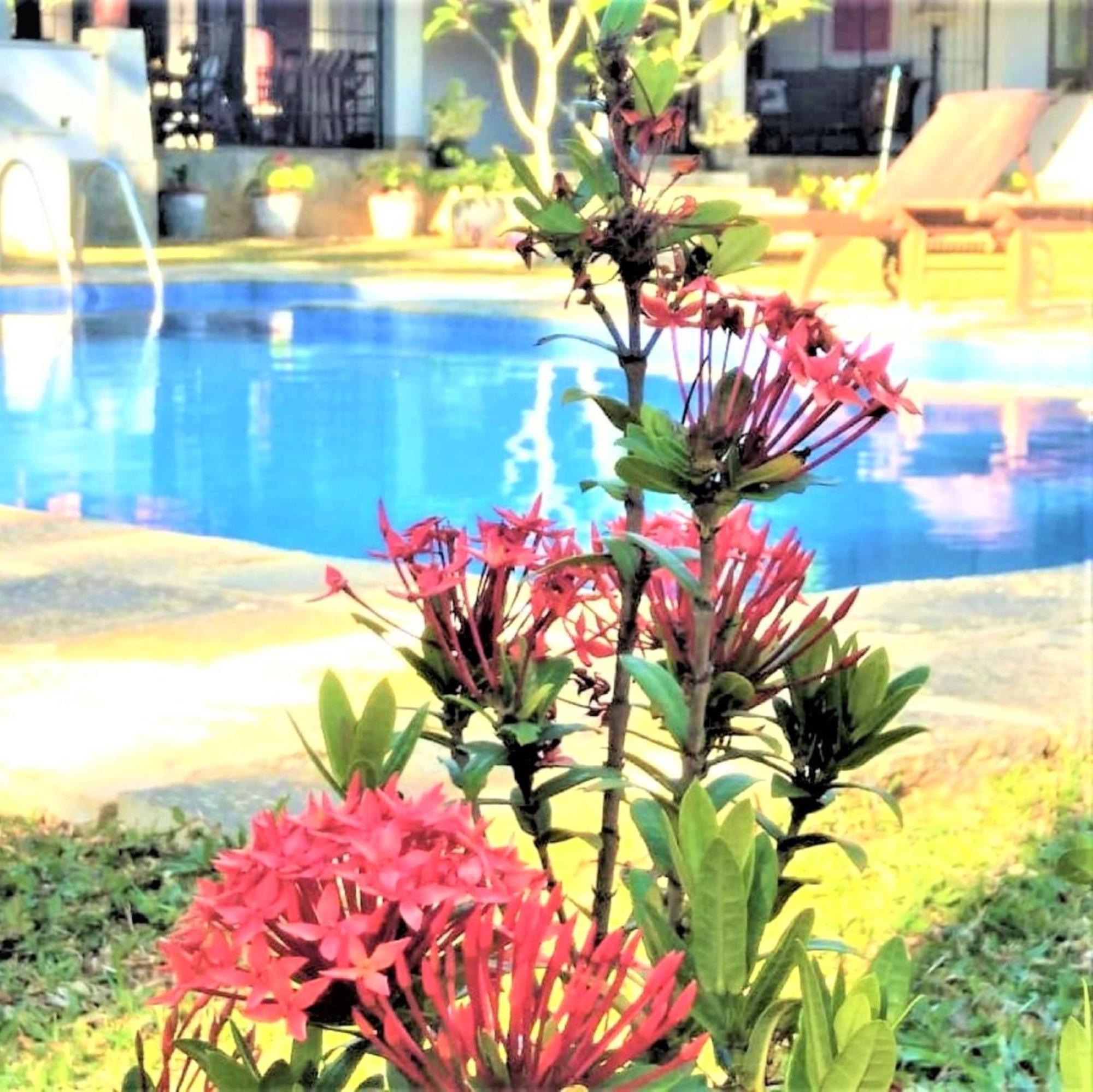 Ardeen Villa - Superb 3 Bedroom Beachfront For 6, Bb, Free Pick Up For 7 Night Stays Arriving Together, Fully Serviced, Taxes Included 탕갈레 외부 사진